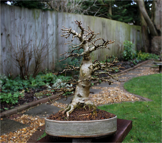 Roots Maple bonsai